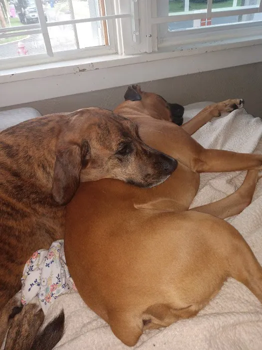 Randleigh Animal Hospital Picture 1