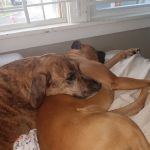 Randleigh Animal Hospital