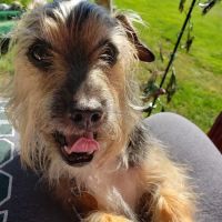 Wright's Corners Animal Care Center ico