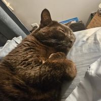 Lake Ave Veterinary Clinic ico