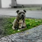 Cornerstone Veterinary Clinic