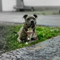 Cornerstone Veterinary Clinic ico