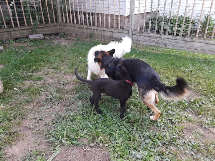 Countryside Veterinary Clinic Picture 3