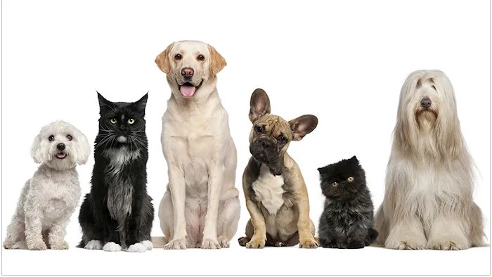 Countryside Veterinary Clinic Picture 10