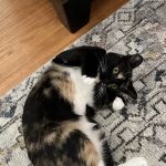 Donner Creek Veterinary Clinic