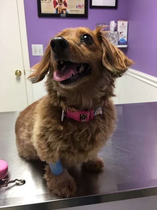Donner Creek Veterinary Clinic Picture 9