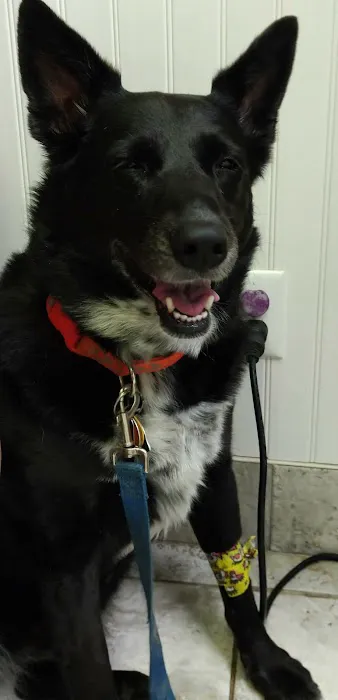 Donner Creek Veterinary Clinic Picture 10