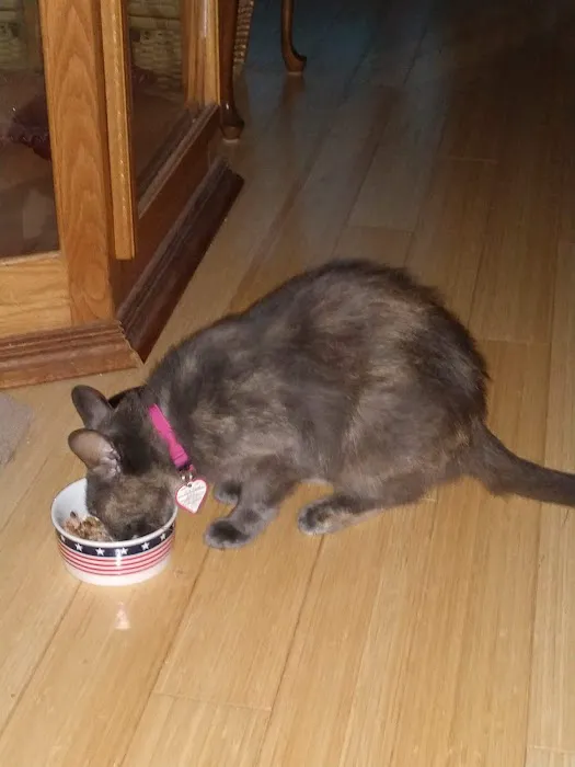 St Francis Animal Hospital: Parisi Joseph M DVM Picture 3