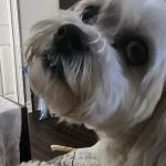 St Francis Animal Hospital: Parisi Joseph M DVM