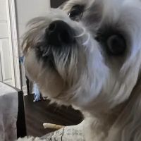 St Francis Animal Hospital: Parisi Joseph M DVM ico