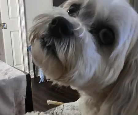 St Francis Animal Hospital: Parisi Joseph M DVM