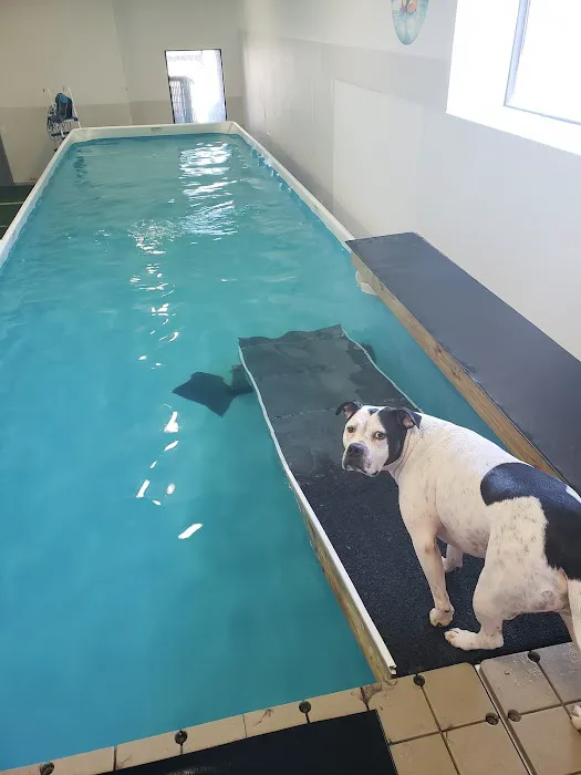 PET DEGREE Picture 9