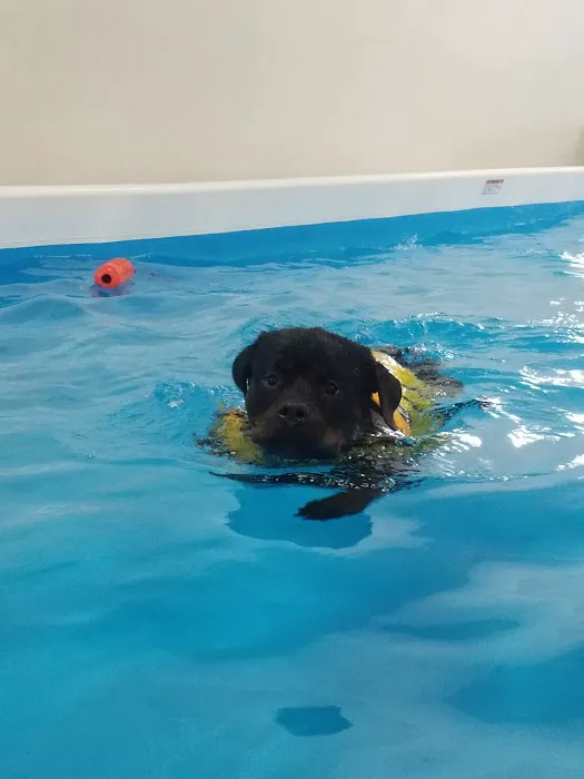 PET DEGREE Picture 8