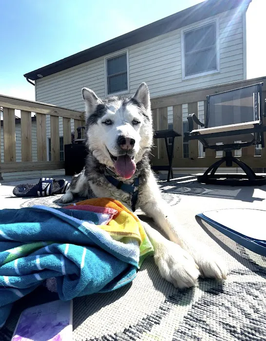 PET DEGREE Picture 1