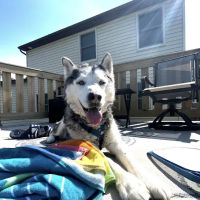 PET DEGREE ico