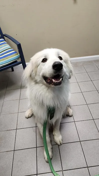 PET DEGREE Picture 2
