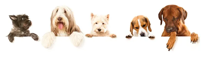 PET DEGREE Picture 6