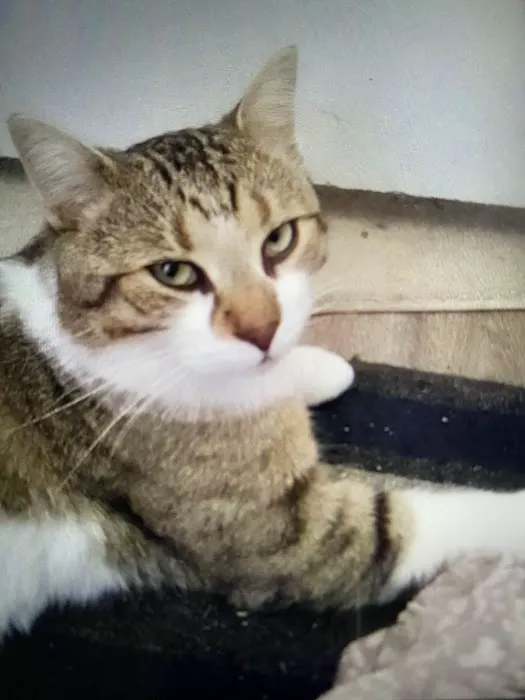 Kaisertown animal wellness center Picture 1