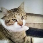 Kaisertown animal wellness center