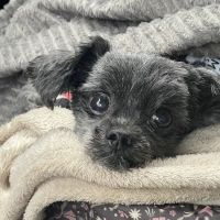 Central Park Animal Hospital ico
