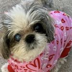 Northtown Animal Hospital