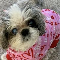Northtown Animal Hospital ico