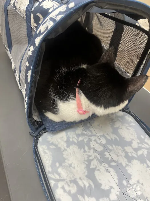 Buffalo Feline Hospital Picture 6