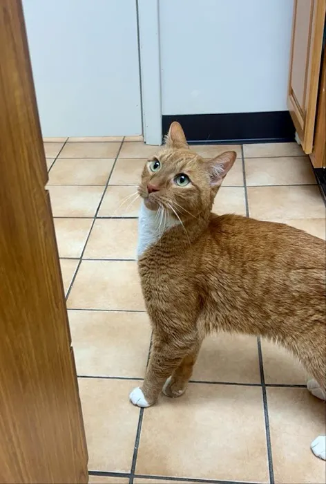 Buffalo Feline Hospital Picture 8