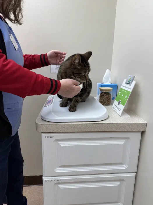 Buffalo Feline Hospital Picture 9