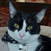 Buffalo Feline Hospital ico