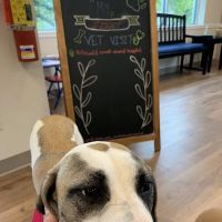 Killewald Small Animal Hospital ico