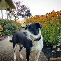 Green Acres Veterinary Center ico