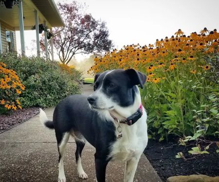 Green Acres Veterinary Center