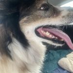 Banfield Pet Hospital