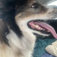 Banfield Pet Hospital ico