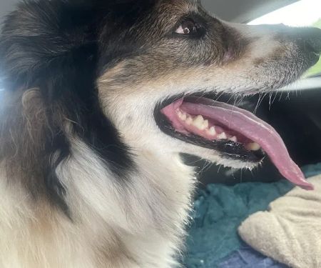 Banfield Pet Hospital