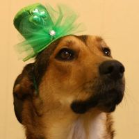 Warren Veterinary Hospital ico