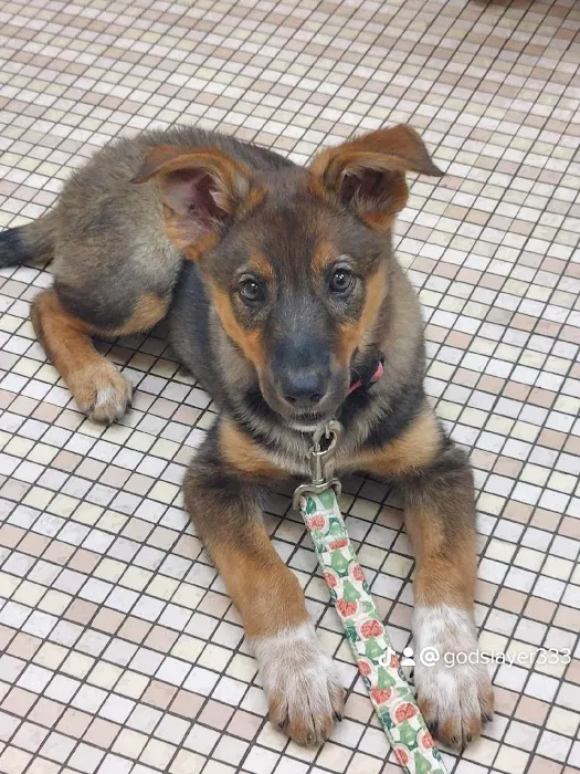 Kinzua Veterinary Clinic Picture 5