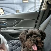 Kinzua Veterinary Clinic ico