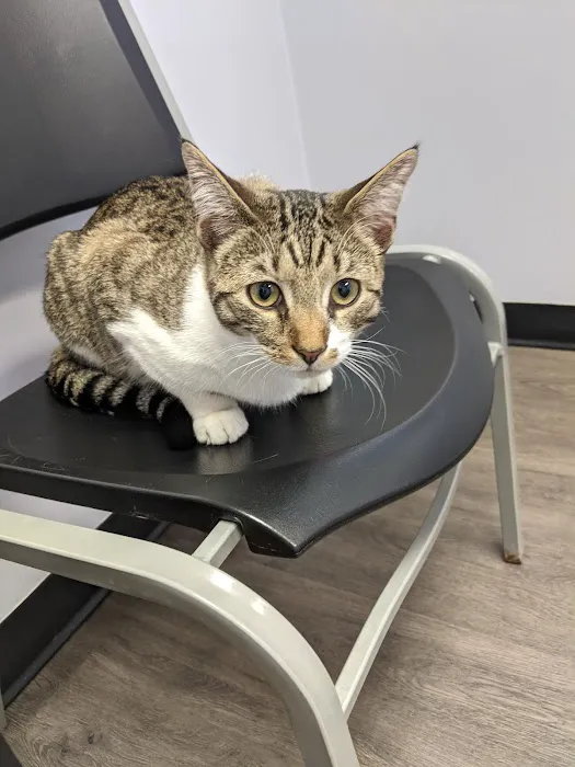 Village Veterinary Clinic PC Picture 1