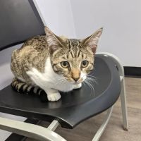 Village Veterinary Clinic PC ico