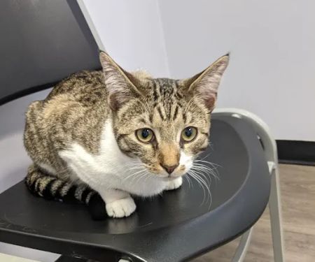 Village Veterinary Clinic PC