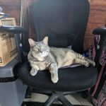 Fredonia Animal Hospital: Jon D. Redfield, DVM