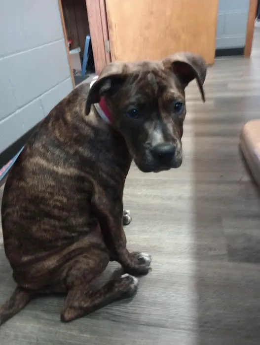 Tri County Veterinary Clinic Picture 3