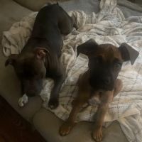Tri County Veterinary Clinic ico