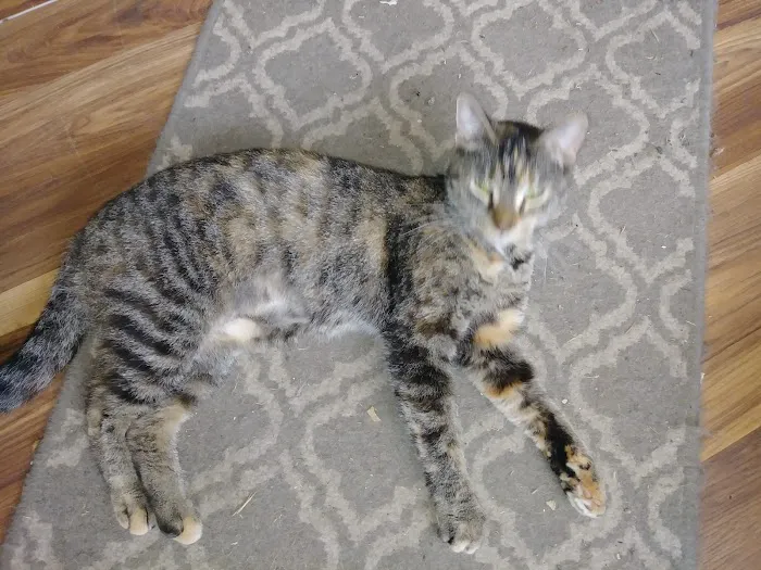 Tri County Veterinary Clinic Picture 10