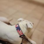 Claremont Animal Hospital