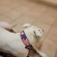 Claremont Animal Hospital ico