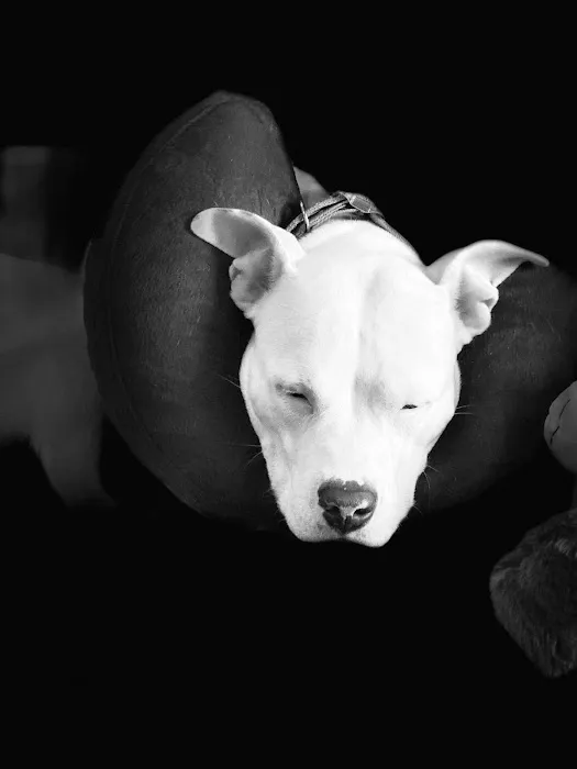 Claremont Animal Hospital Picture 3