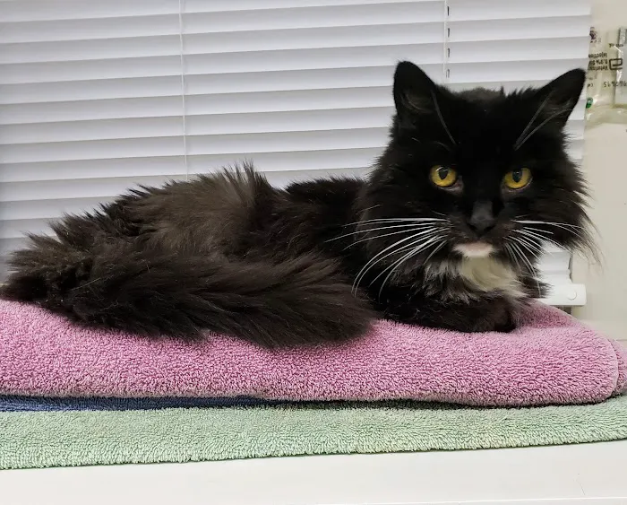 Westminster Animal Hospital Picture 7